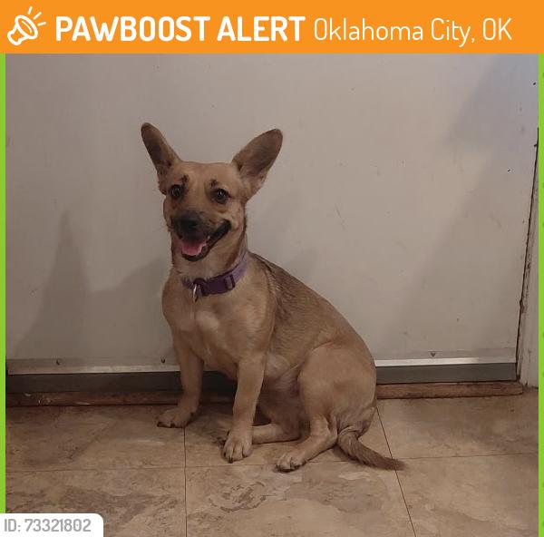 Found/Stray Female Dog last seen I-40 and Meridian Ave, Oklahoma City, OK 73128