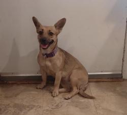 Found/Stray Female Dog last seen I-40 and Meridian Ave, Oklahoma City, OK 73128