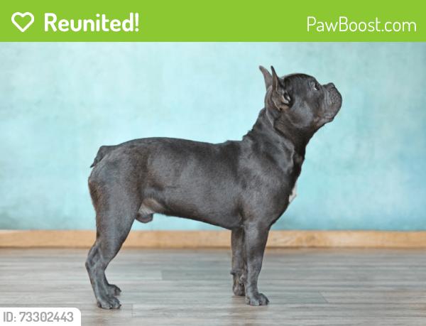 Reunited Female Dog last seen Keystone, Indianapolis, IN 46205