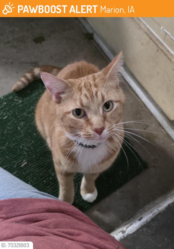 Found/Stray Unknown Cat last seen Near 25th Ave, Marion, Iowa, Marion, IA 52302
