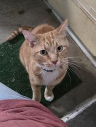 Found/Stray Unknown Cat last seen Near 25th Ave, Marion, Iowa, Marion, IA 52302