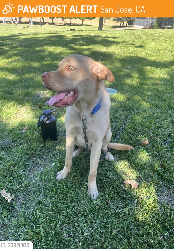 Found/Stray Male Dog last seen Norwood ave, ruby ave, San Jose, CA 95148