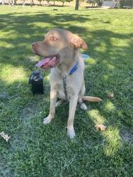 Found/Stray Male Dog last seen Norwood ave, ruby ave, San Jose, CA 95148