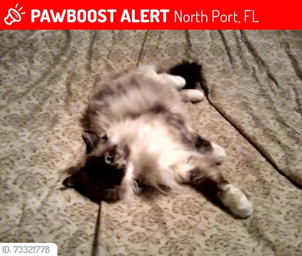 Lost Female Cat last seen Cranberry Elementary School, North Port, FL 34286