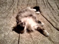 Lost Female Cat last seen Cranberry Elementary School, North Port, FL 34286
