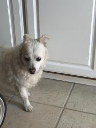 Reunited Male Dog last seen Cambio, Fremont, CA 94536