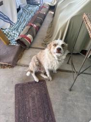 Reunited Male Dog last seen Near w idaho st 85706, Tucson, AZ 85706