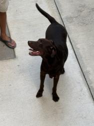 Reunited Male Dog last seen Middlebrook and Robinson road, Knoxville, TN 37923