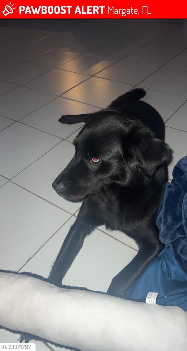 Lost Female Dog last seen 66th Ave and 8th Ct, Margate, FL 33063