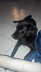 Lost Female Dog last seen 66th Ave and 8th Ct, Margate, FL 33063