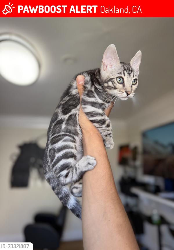 Lost Female Cat last seen Near Alice Street, Oakland, CA 94612