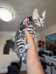 Lost Female Cat last seen Near Alice Street, Oakland, CA 94612