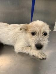 Shelter Stray Male Dog last seen Near E Rosedale St, East District, TX, 355 Hillshire Dr, Haslet, TX 76052, USA