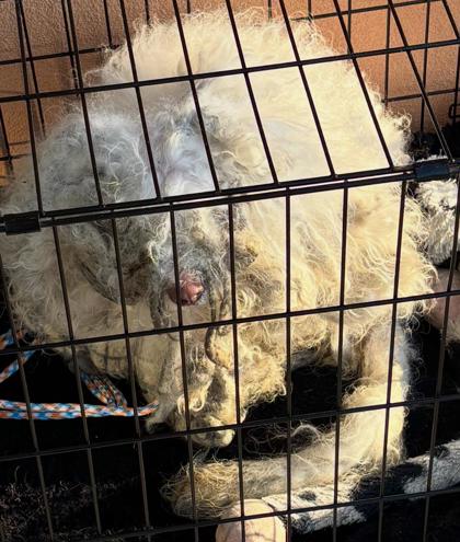 Shelter Stray Male Dog last seen Near S Hulen St, South District,, 355 Hillshire Dr, Haslet, TX 76052, USA