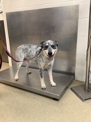 Shelter Stray Female Dog last seen Near cobb park drive, East District, TX, 355 Hillshire Dr, Haslet, TX 76052, USA