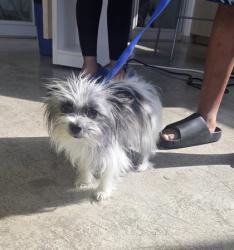 Shelter Stray Female Dog last seen Near Gaines Dr, North District, TX, 355 Hillshire Dr, Haslet, TX 76052, USA