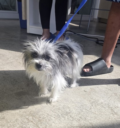 Shelter Stray Female Dog last seen Near Gaines Dr, North District, TX, 355 Hillshire Dr, Haslet, TX 76052, USA