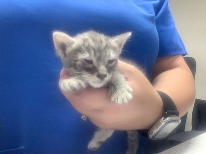 Shelter Stray Female Cat last seen Near Lowell Lane, South District, TX, 355 Hillshire Dr, Haslet, TX 76052, USA