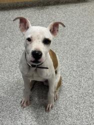 Shelter Stray Male Dog last seen Near E. Lanvale, 21213, MD, 2490 Giles Rd, Baltimore, MD 21225, USA