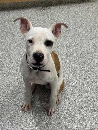 Shelter Stray Male Dog last seen Near E. Lanvale, 21213, MD, 2490 Giles Rd, Baltimore, MD 21225, USA