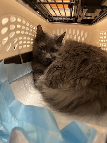 Shelter Stray Male Cat last seen Near 12th Ave NE, Seattle, WA, 2061 15th Ave W, Seattle, WA 98119, USA