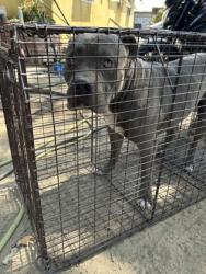 Shelter Stray Male Dog last seen S Walnut Ave & Manning Ave, Fresno Zone Fresno CO 1A 93706, CA, 1510 W Dan Ronquillo Dr, Fresno, CA 93706, USA