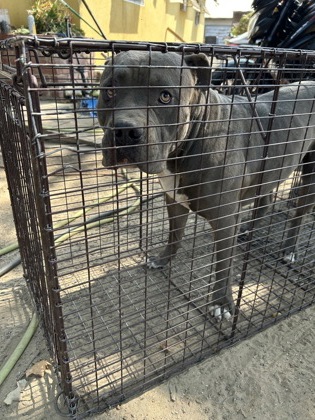 Shelter Stray Male Dog last seen S Walnut Ave & Manning Ave, Fresno Zone Fresno CO 1A 93706, CA, 1510 W Dan Ronquillo Dr, Fresno, CA 93706, USA