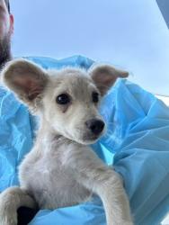 Shelter Stray Male Dog last seen W Church Ave & S West Ave, Fresno Zone Fresno CO 2 93706, CA, 1510 W Dan Ronquillo Dr, Fresno, CA 93706, USA