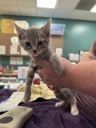 Shelter Stray Male Cat last seen Near S Mill Creek Rd, Hamilton County, IN, 10501 Hague Rd, Fishers, IN 46038, USA