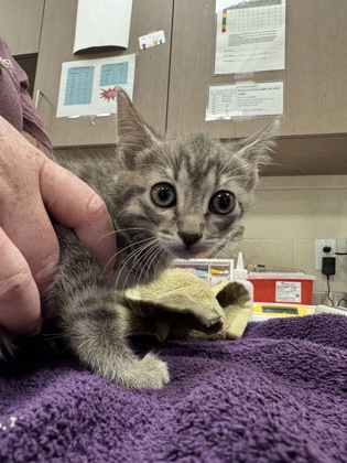Shelter Stray Female Cat last seen Near S Mill Creek Rd, Hamilton County, IN, 10501 Hague Rd, Fishers, IN 46038, USA