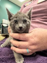 Shelter Stray Female Cat last seen Near S Mill Creek Rd, Hamilton County, IN, 10501 Hague Rd, Fishers, IN 46038, USA