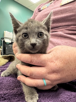 Shelter Stray Female Cat last seen Near S Mill Creek Rd, Hamilton County, IN, 10501 Hague Rd, Fishers, IN 46038, USA