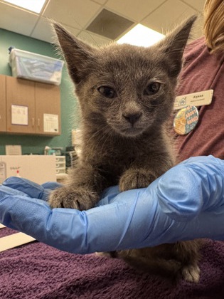 Shelter Stray Female Cat last seen Near S Mill Creek Rd, Hamilton County, IN, 10501 Hague Rd, Fishers, IN 46038, USA