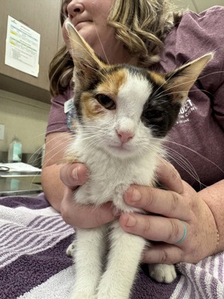 Shelter Stray Female Cat last seen 106th & Allisonville Rd, Hamilton County, IN, 10501 Hague Rd, Fishers, IN 46038, USA