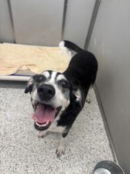 Shelter Stray Male Dog last seen Near Lamp Post Place, Atlanta, GA, 1251 Fulton Industrial Blvd NW, Atlanta, GA 30336, USA