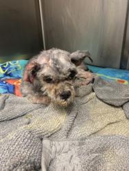 Shelter Stray Male Dog last seen , , GA, 3280 Chamblee Dunwoody Rd, Chamblee, GA 30341, USA