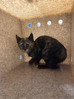 Shelter Stray Female Cat last seen Centerville, 20120 - Wetherburn Dr + Cub Run Trail, Fairfax County, VA, 4500 West Ox Rd, Fairfax, VA 22030, USA