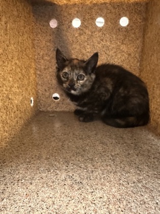 Shelter Stray Female Cat last seen Centerville, 20120 - Wetherburn Dr + Cub Run Trail, Fairfax County, VA, 4500 West Ox Rd, Fairfax, VA 22030, USA
