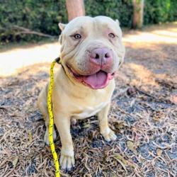Shelter Stray Male Dog last seen , , CA, 1101 29th Ave, Oakland, CA 94601, USA