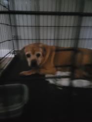 Found/Stray Female Dog last seen Circle K, Houston, TX 77084