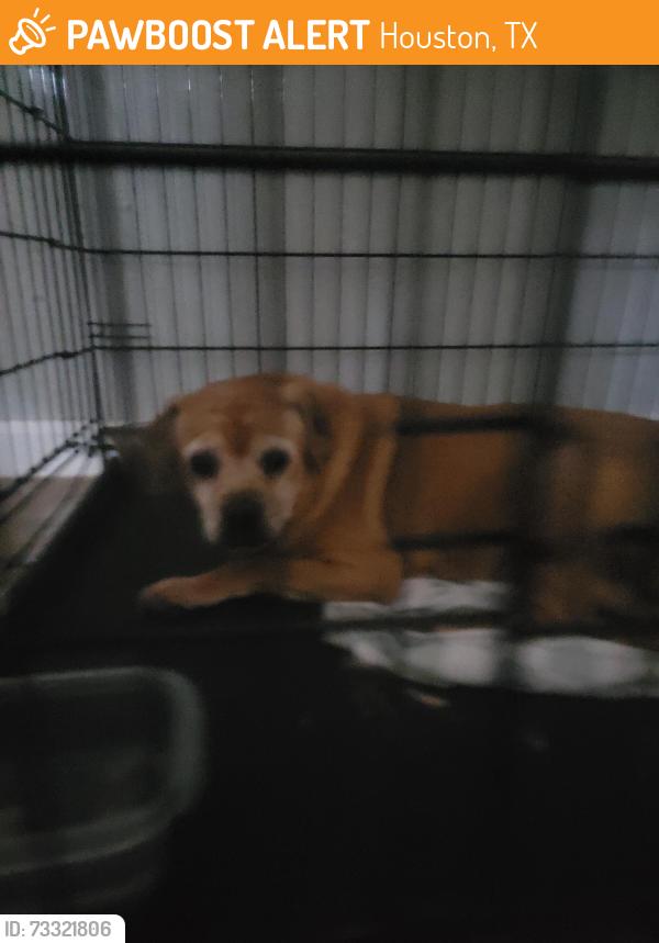 Found/Stray Female Dog last seen Circle K, Houston, TX 77084