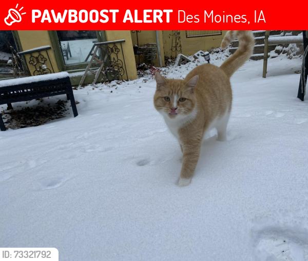 Lost Male Cat last seen on Beaver ave and Witmer parkway, Des Moines, IA 50310