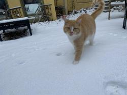 Lost Male Cat last seen on Beaver ave and Witmer parkway, Des Moines, IA 50310