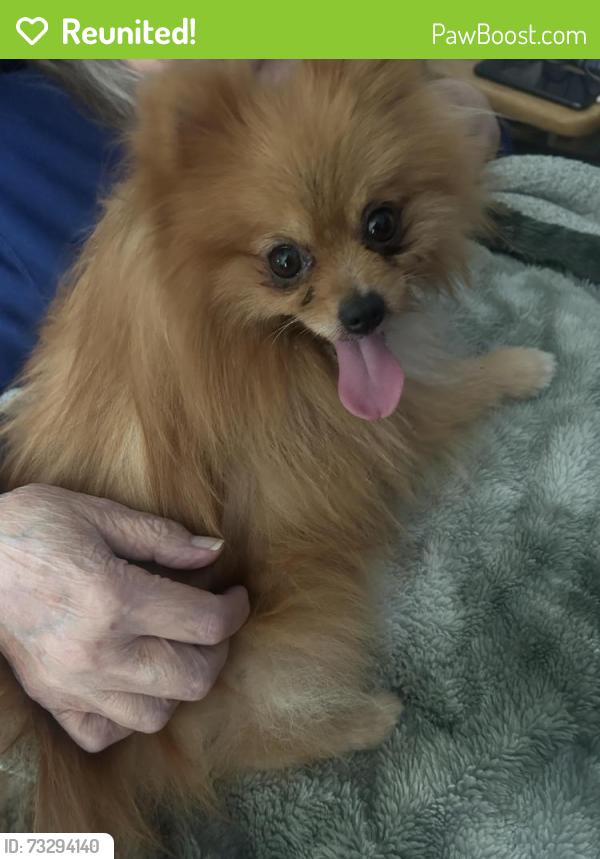Reunited Female Dog last seen Brookhurst and Chapman, Garden Grove, CA 92840