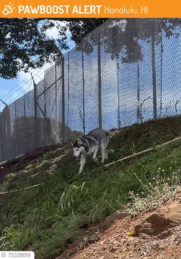 Found/Stray Unknown Dog last seen Near Bougainville Drive Honolulu, HI 96818 United States Behind Hale Keiki School, Honolulu, HI 96818