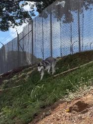 Found/Stray Unknown Dog last seen Near Bougainville Drive Honolulu, HI 96818 United States Behind Hale Keiki School, Honolulu, HI 96818