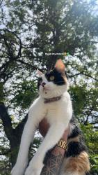 Reunited Female Cat last seen Andes way, Aurora, CO 80017