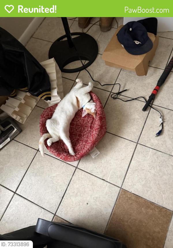 Reunited Male Cat last seen 20th in Gainesville, Gainesville, FL 32607