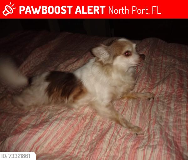 Deceased Male Dog last seen San Mateo and Laredo, North Port, FL 34288