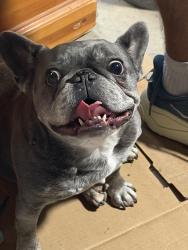 Reunited Female Dog last seen Lakemoor Hills, Knoxville, TN 37920
